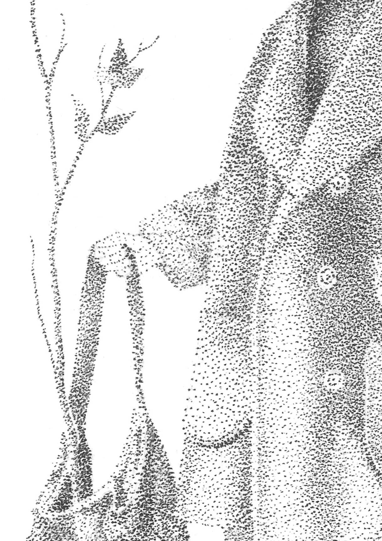 Présence discrète 01 - Reproduction